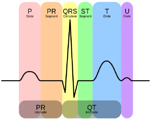 Figure II.3 Les phases d'un battement de cœur, tracées dans un ECG 