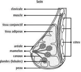 Figure 1.1:  Anatomie du sein. 