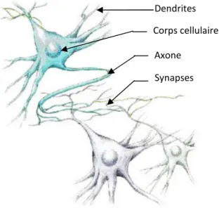 Fig. 2.1. Le neurone biologique (œuvre d’artiste)    