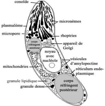 Figure 8 : Le sporozoïte d’Eimeria (Greif, 1993) 