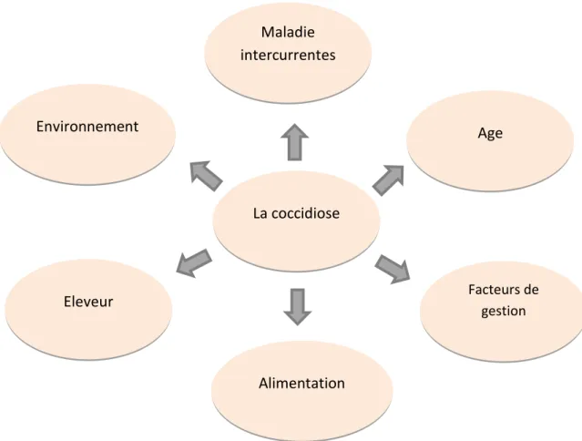 Figure 11:Facteurs affectant l'issue de l'infection 