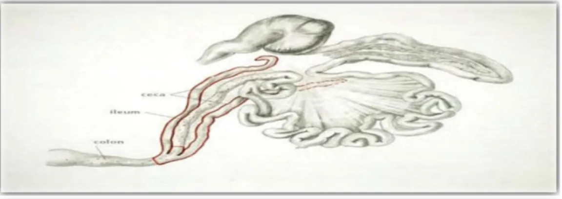 Figure 13: Localisation d’Eimeria tenella dans l’intestin 