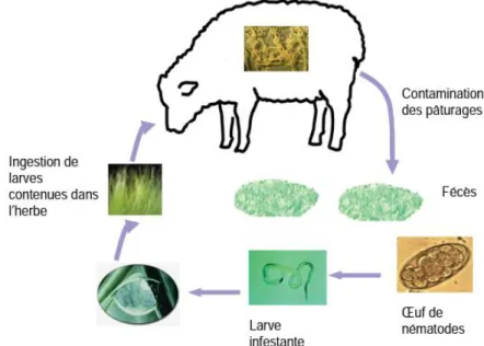 Figure 01:Cycle évolutif de nématodes digestifs chez les ruminants (Berrag, 2008). 