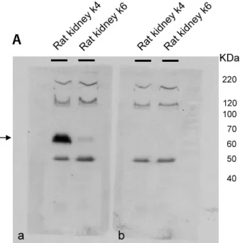Figure 2. Characterization of the antiserum against a  polypep-tide of the preterminal region of rat OCTN2 (anti-OCTN2/K33).