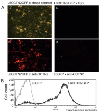 Figure 3. Morphological characterization of the L6 cells trans- trans-fected with hOCTN2