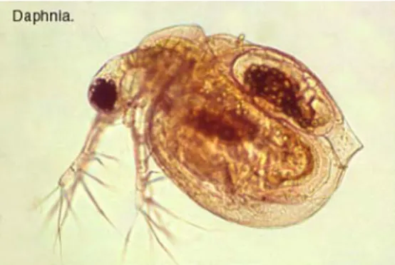 Fig. 1 Daphnia, Courtesy of Stephen Durr.