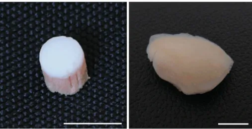 Fig. 2 Example of a swine (left) and a human (right) piece of cartilage. White bar is 1 cm