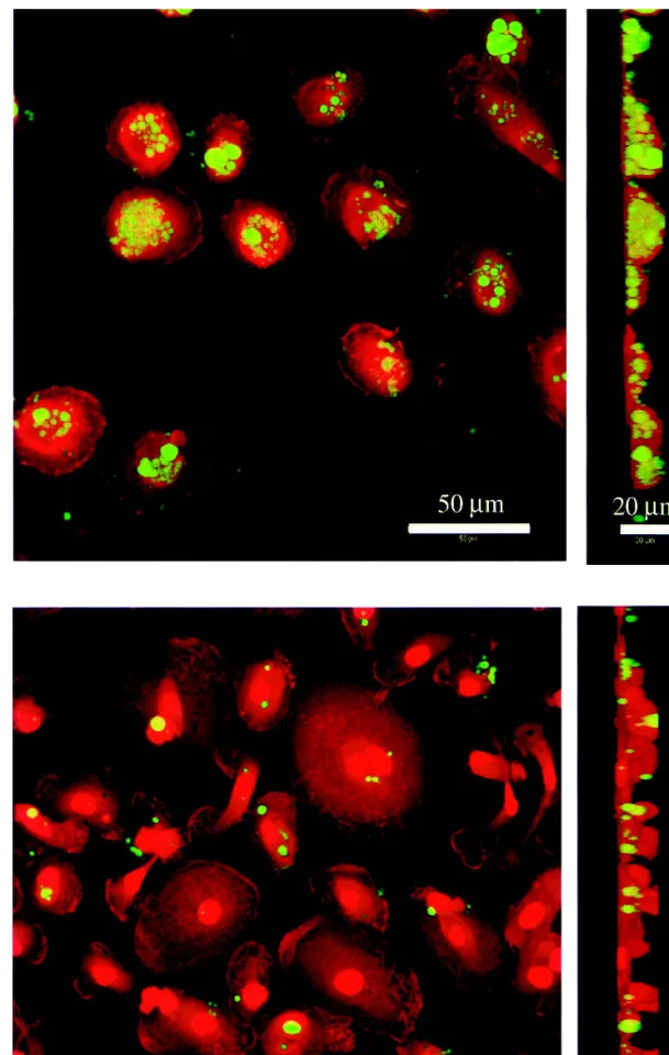 Fig. 5. Phagocytosis of noncoated (a) and PLL-g-PEG-coated (b) PLGA microspheres in macrophages as analyzed by confocal laser scanning microscopy