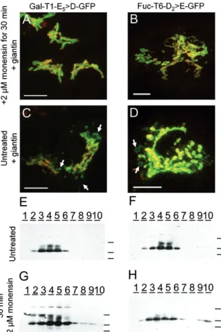 Figure 5. (A – D) Fluorescence of HepG2 cells stably transfected with fuc-T6-GFP and fuc-T6-D 2 P 3 &gt;AA-GFP (green) and  immu-nolabeled with a monoclonal antibody against gal-T1 (red)