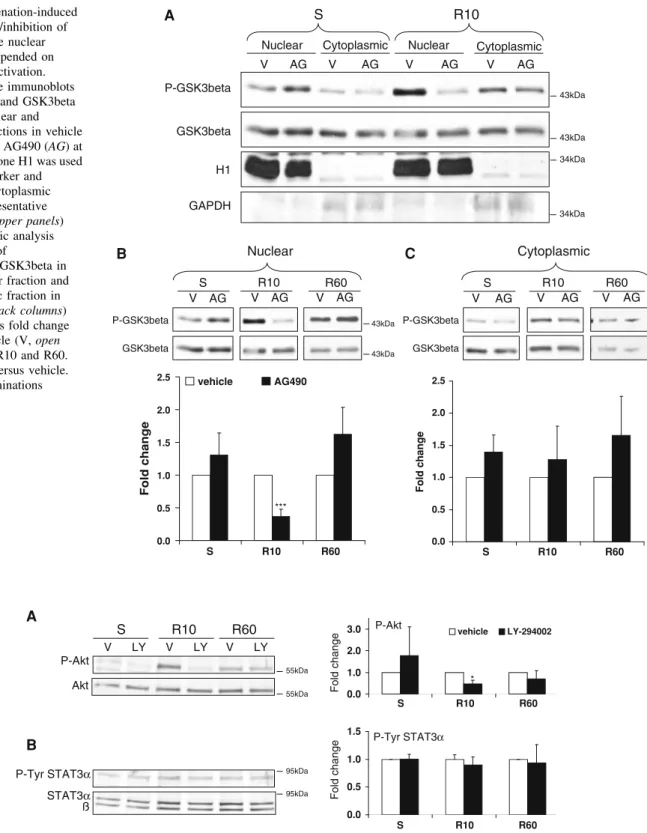 Fig. 9 PI3K/Akt inhibition by LY-294002 did not affect reoxygen- reoxygen-ation-induced phosphorylation of STAT3