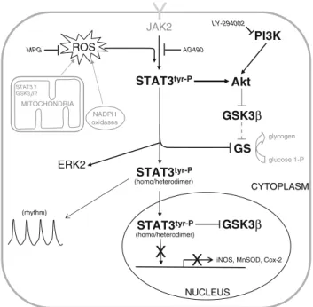 Fig. 10 Schematic representation based on our findings and illus- illus-trating STAT3 activation and its possible interaction with the RISK pathway components during the early phase of reoxygenation (10 min) in the embryonic ventricle