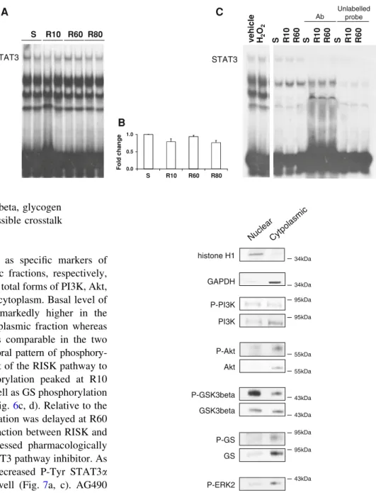 Fig. 5 Distribution and level of phosphorylation of PI3K, Akt, GSK3beta, GS and ERK2 in nuclear and cytoplasmic fractions of the ventricle