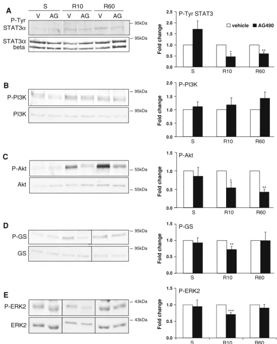 Fig. 7 JAK2/STAT3 inhibition significantly reduced