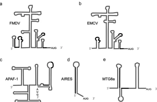 Figure 2. PTB regulates internal ribosomal entry site (IRES)-mediated translation initiation of many viral and cellular mRNAs