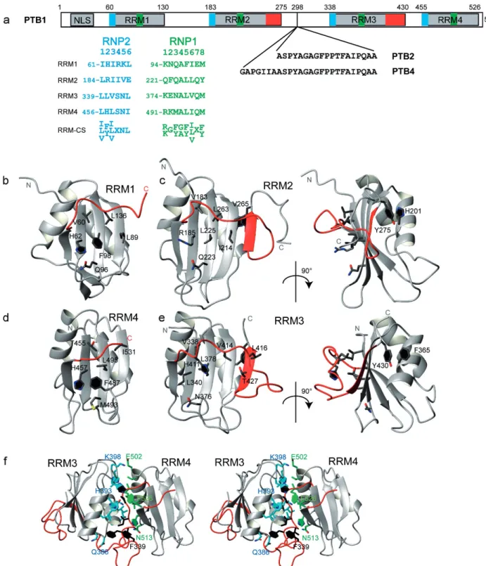 Figure 3. The structure of the free PTB. (a) Domain composition of PTB1. The gray, blue, green and red boxes indicate the location of the RNA recognition motifs (RRMs), the RNP2 and RNP1 sequences, and the extended domain comprising the additional b5 stran