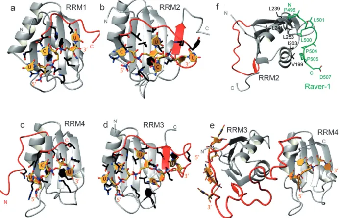 Figure 4. The structure of PTB bound to RNA and Raver1. Structures of PTB RRM1 (a), RRM2 (b), RRM4 (c) and RRM3 (d) bound to CUCUCU RNA [85]