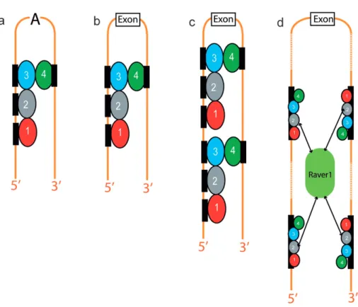 Figure 5. Mechanisms of splic- splic-ing repression by PTB. (a) PTB could repress splicing by looping out either a branch-point  ade-nine [22] or (b) an alternative exon [25, 104]