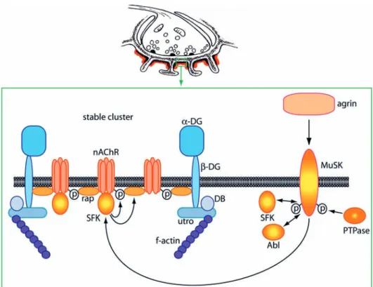 Figure 1. Tyrosine kinase pathways cause phosphorylation and stable clustering of muscle nAChRs in the postsynaptic membrane of the  NMJ