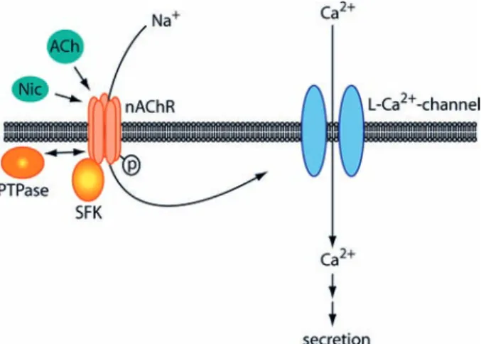 Figure 2.  Tyrosine  kinases  act  in  ACh-  or  nicotine-induced  cat- cat-echolamine  secretion  in  adrenal  chromaffin  cells  by  activating  α3α5β4  nAChRs