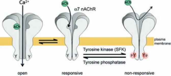 Figure 3.  Model  of  tyrosine  kinase  and  phosphatase  pathways  that  regulate  α7  nAChR  activity