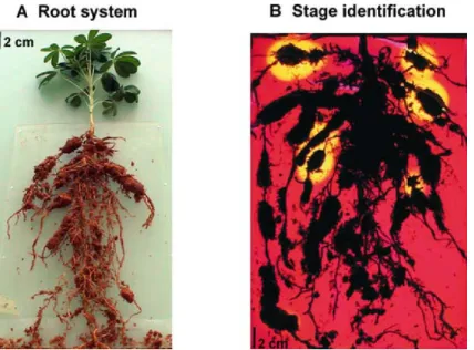 Figure 1. Harvest of the root system and identification of cluster root stages. A. Root system with adhering rhizosphere soil around cluster and non cluster roots