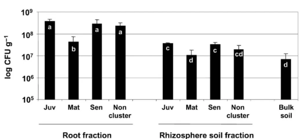 Figure 2. Numbers of CFU (colony forming units) g −1 dry weight in function of root stage and type, for the root fraction and the rhizosphere and bulk soil fractions
