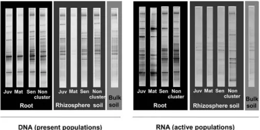 Figure 3. Example of DGGE profiles of the present (rDNA-based) and active (rRNA-based) bacterial communities at the different root stages, types and proximity.
