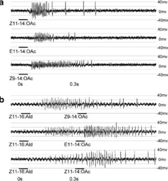 Fig. 1 Examples of ORN stimu- stimu-lation in Z-strain ECB in two sensilla from different  individu-als, using 100- μ g loadings in each case: (a) Spike patterns in response to the known  phero-mone components Z11-14:OAc and E11-14:OAc and the  antago-nist