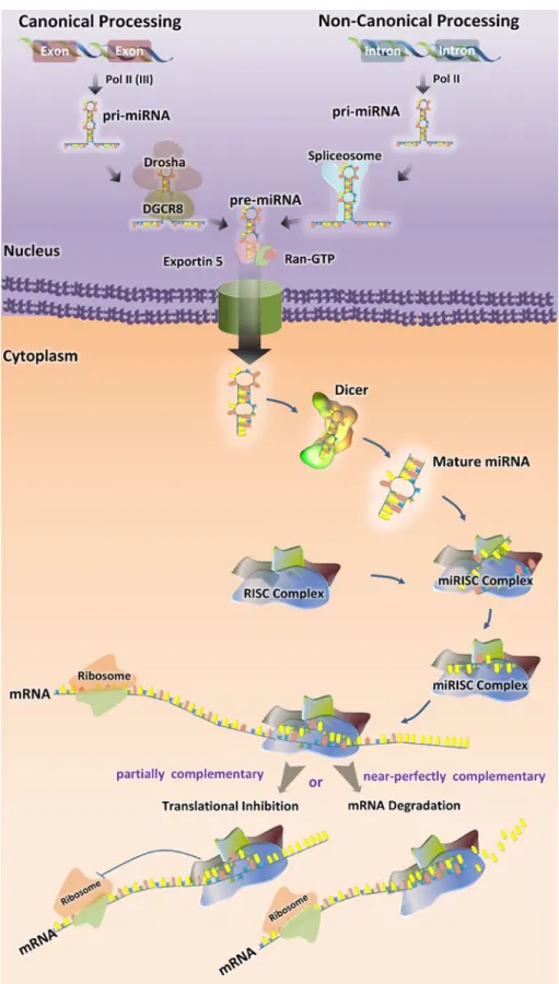 Fig. 1   Biogenesis of miRNAs. 