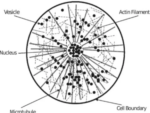 Fig. 1. Two-dimensional representation of a cell with cy- cy-toskeletal structure. Adapted from [11].