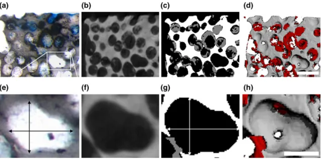 FIGURE 3. Comparison of a histological and micro-tomographical section of a tissue-engineered construct cultivated with osteogenic differentiation medium under perfusion conditions