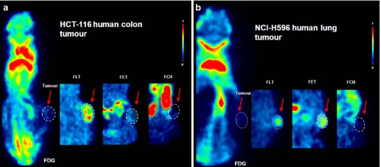 Fig. 5. Tracer uptake into athymic nude mice bearing human s.c. xenografts. Representative coronal slices are shown including a central display of the tumor of a HCT-116 colon carcinoma and b H-596 lung tumor