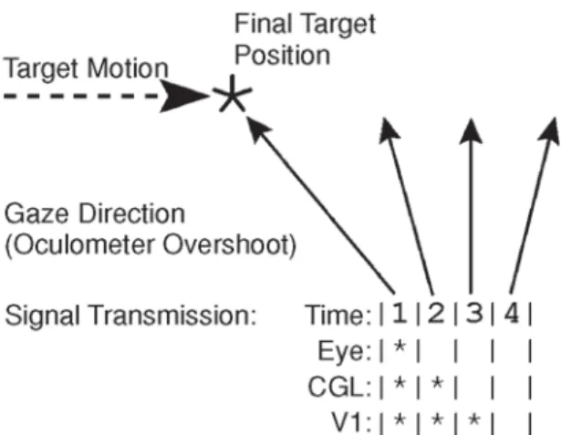 Figure 1. Asynchronous processing of retinal and extraretinal  input. Gaze direction is indicated by upward pointing arrows