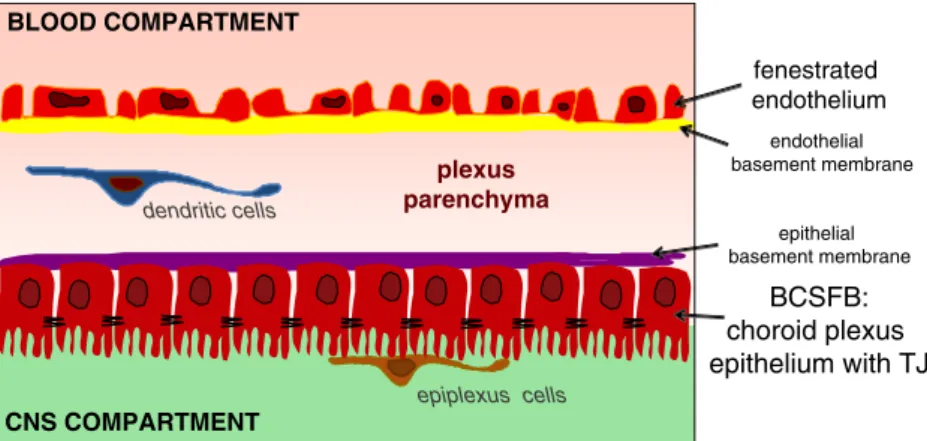 Fig. 4 The BCSFB in the cho- cho-roid plexus. Schematic drawing of the choroid plexus pointing out the fenestrated capillaries and the localization of the BCSFB at the level of choroid plexus epithelium