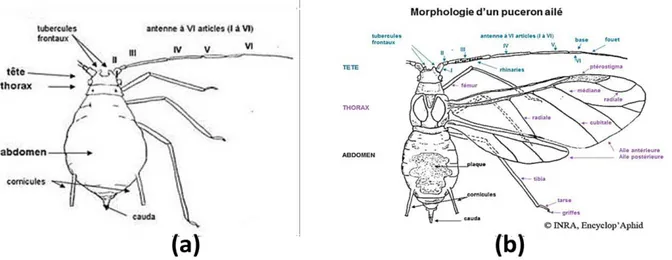 Figure 4: Morphologie d’un puceron aptère (a) et ailé (b) (Turpeau et al., 2018) 