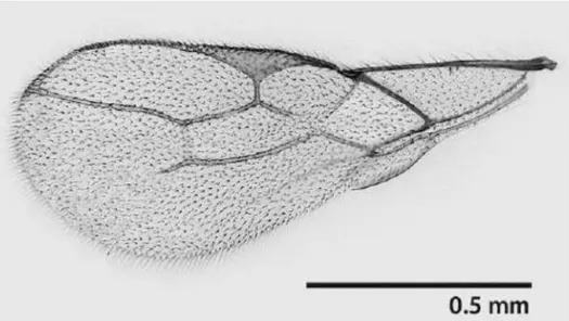 Figure 11: Caractère alaire de la sous famille Aphidiinae (Braconidae : Aphidiinae)  (Kavallieratos et al, 2013) 