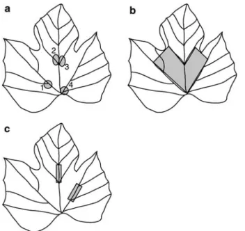 Fig. 1 Locations within grape leaves used for measuring (a) domatia size and rank, (b) leaf blade bristles and hair, and (c) leaf vein bristles and hair