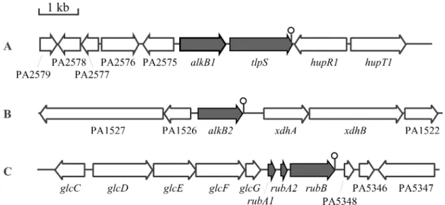Figure 1. Analysis of open reading frames ﬂanking the P. aeruginosa PAO1 genes involved in alkane degradation