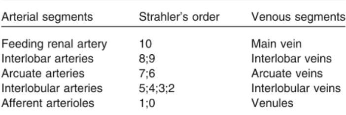 TABLE 1. The Strahler’s order given to the different arterial and venous segments.
