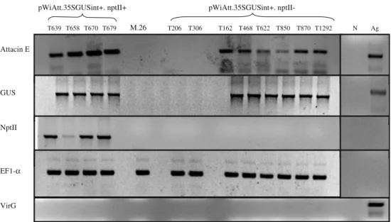 Fig. 4 Comparative RT-PCR for attacin E, GUS, nptII, EF-1 α , and VirG in leaves of acclimated plants from M.26 transgenic lines obtained by markerless DNA transformation technology (T206 to T1292) and conventional transformation using nptII selection (T63