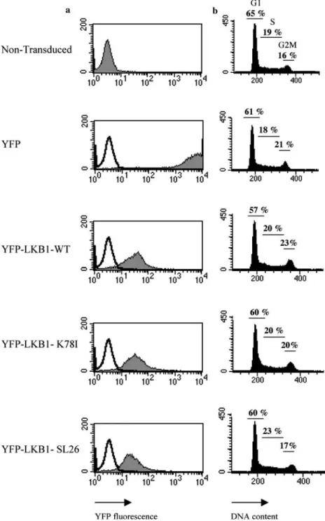 Fig. 1 FACS analysis showing viability of HeLa cells transduced with lentiviral vectors expressing wild type or mutant LKB1