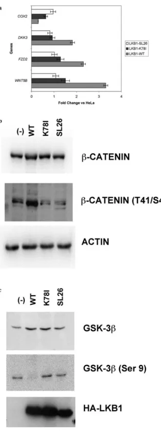 Fig. 3 Expression of WT but not mutant LKB1 proteins in HeLa cells dys-regulates transcription of several genes involved in the Wnt signaling and induces b-catenin phosphorylation by activation of GSK-3b a qRT-PCR was performed on RNA extracts from parenta