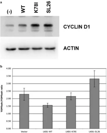 Fig. 4 Wild-type LKB1 inhibits canonical Wnt signaling in A549 lung epithelial cells. a Lysates of parental HeLa cells (-) or cells tranduced with WT, K78I or  HA-LKB1-SL26 were prepared 5 days post-infection and fractionated by SDS-PAGE, and selected endo