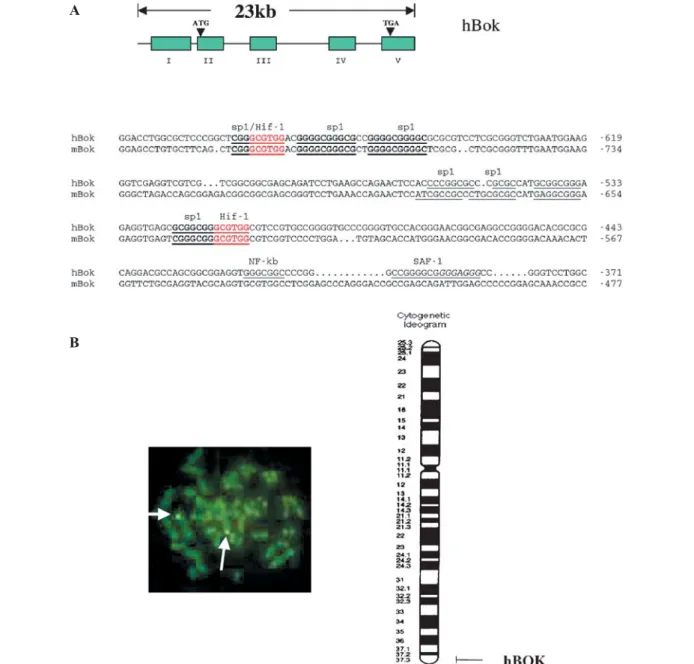 Figure 1. Genomic organization and chromosomal localization of the human Bok gene (hBok)