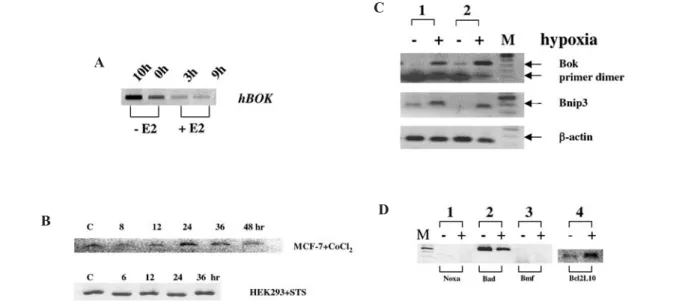 Figure 3. Regulation of hBok mRNA expression in various conditions studied by semi-Q-RT-PCR