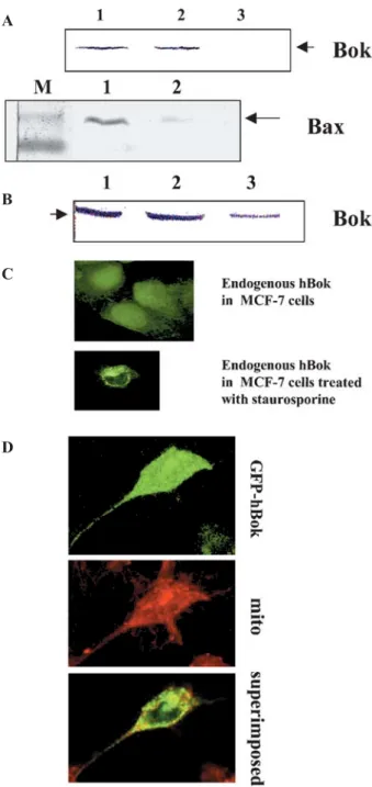 Figure 4. Intracellular localization of hBok. (A) Subcellular localiza- localiza-tion of Bok by cell fraclocaliza-tionalocaliza-tion
