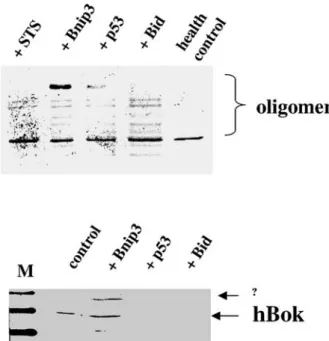 Figure 5. Oligomerization of hBok by BH3-like proteins and inter- inter-action of hBok with Bnip3