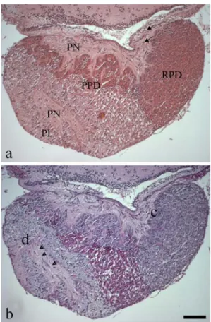 Fig. 1 Histology of tilapia pituitary. Consecutive sagittal Paraplast sections stained with (a) HE and (b) PAS (see Table 2)