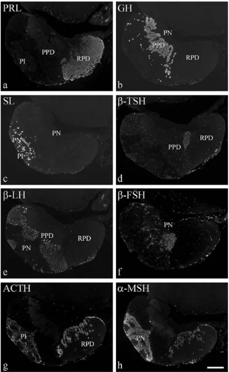 Fig. 2 Localisation of hor- hor-mones in tilapia pituitary by the use of immunofluorescence.