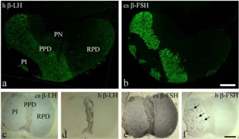 Fig. 3 Localisation of gonadotropins in tilapia pituitary (PI pars intermedia, PN pars nervosa, PPD proximal pars distalis, RPD rostral pars distalis)